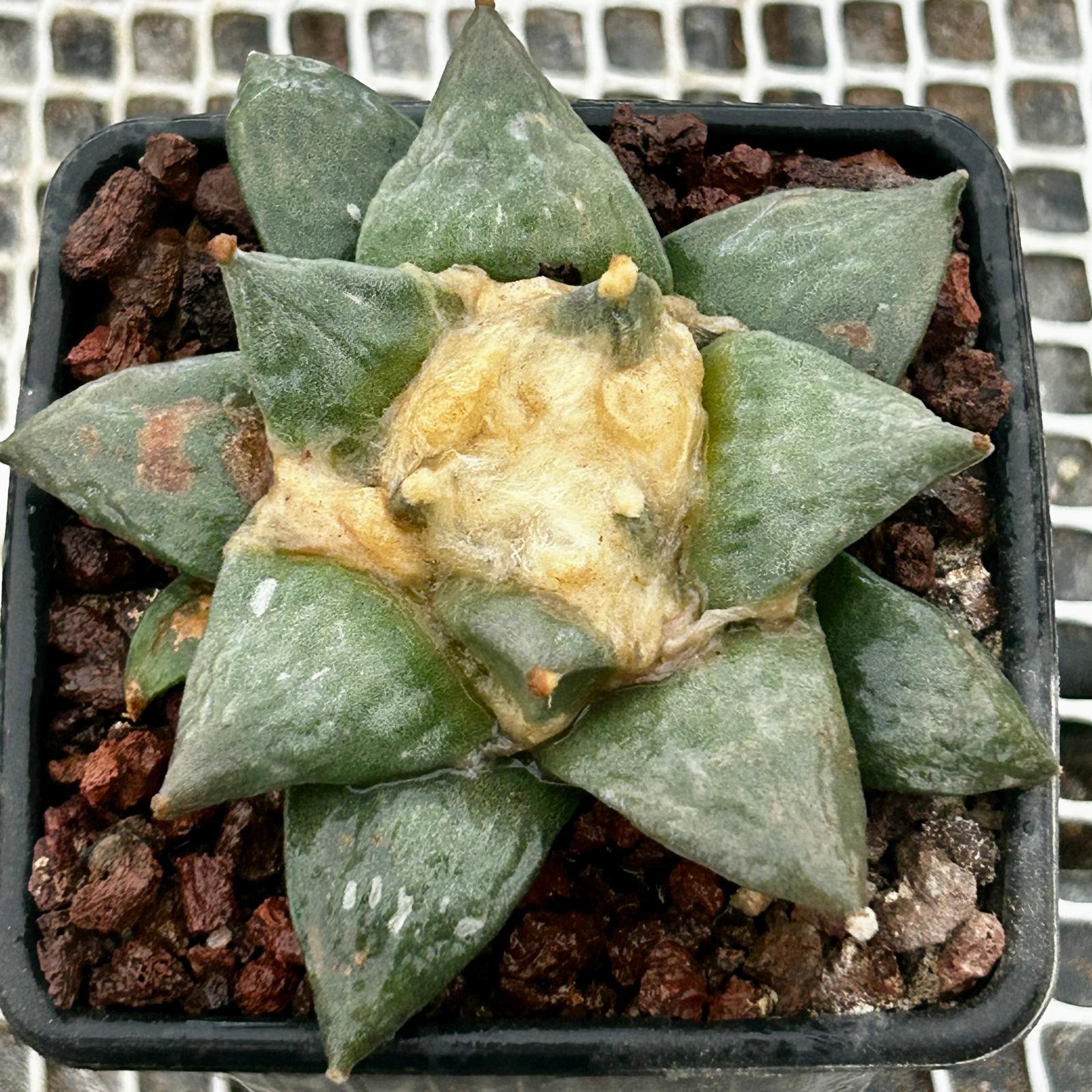 Ariocarpus Retusus Adulto
